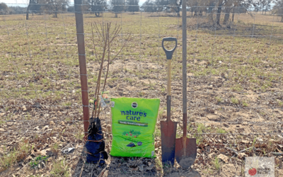 How to Plant Bare Root Fruit Trees