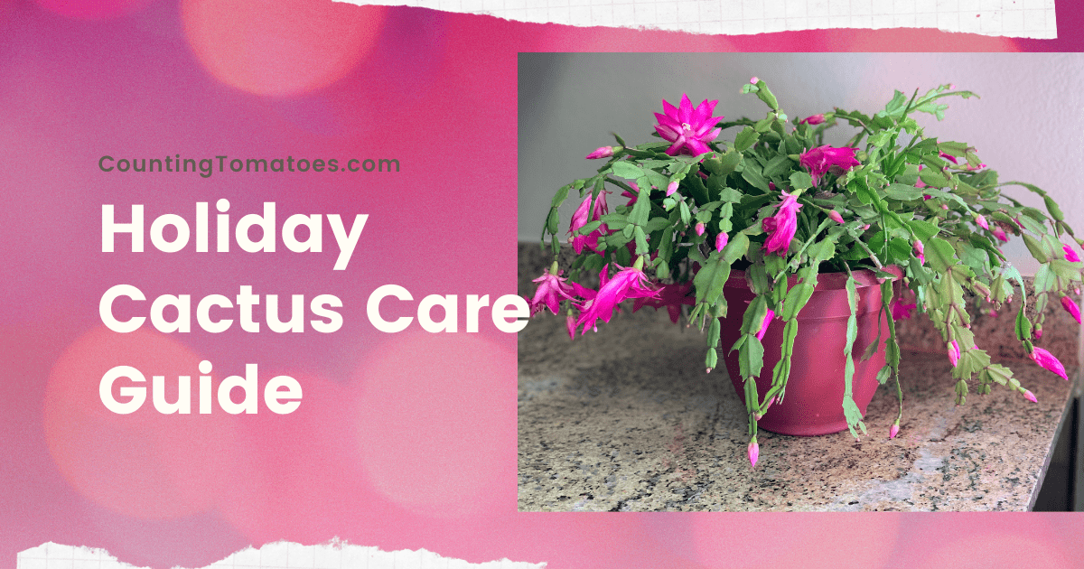 Holiday Cactus Care For Blooming | Counting Tomatoes