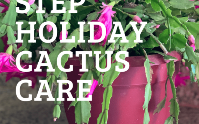 Holiday Cactus Care