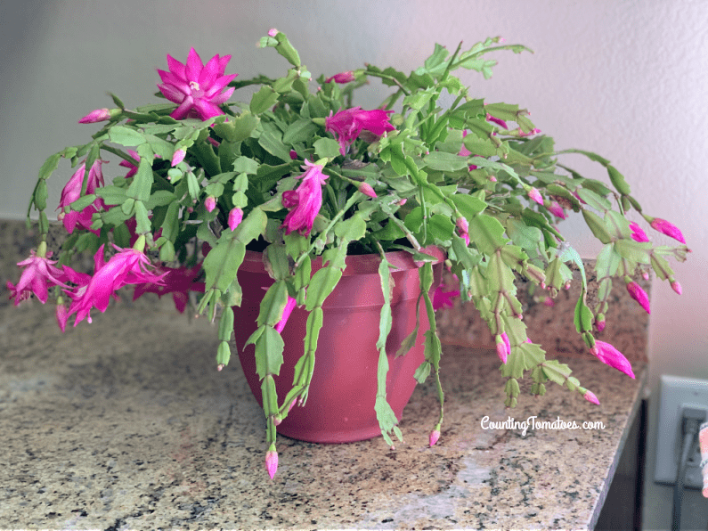 Holiday Cactus Care Guide