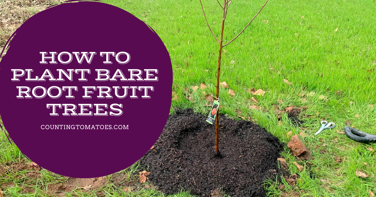 How to Plant Bare Root Fruit Trees | Counting Tomatoes