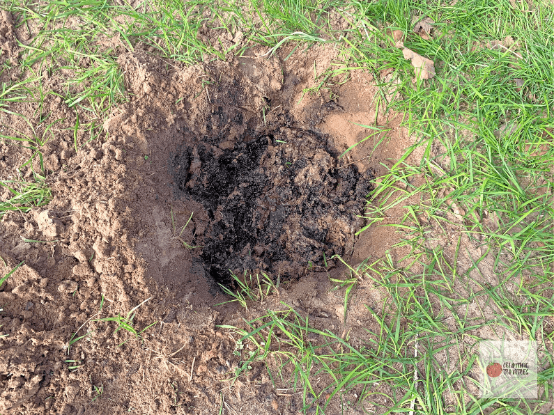 Hole for Planting Bare Root Fruit Tree