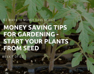 Save Money by Starting Your Garden from Seeds