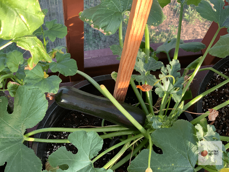 Zucchini Growing in Container