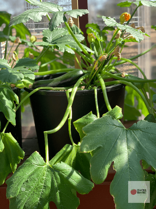 Zucchini Growing in Container Pot