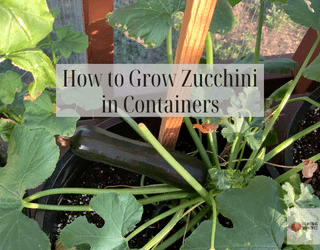 How to Grow Zucchini in Containers