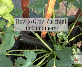 How to Grow Zucchini in Containers