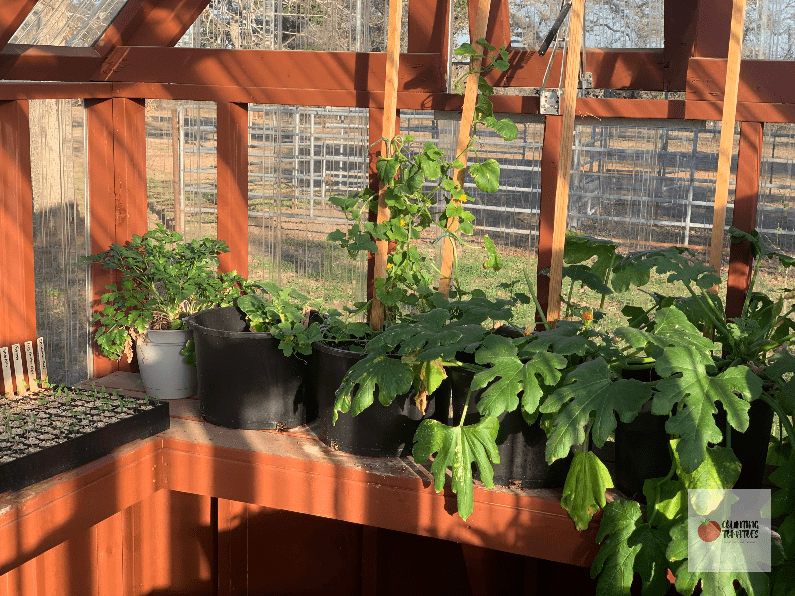 Zucchini Growing in Greenhouse