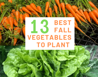 13 Best Fall Garden Vegetables to Plant in Texas