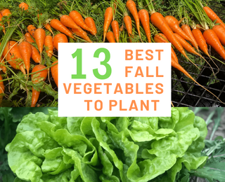 13 Best Fall Garden Vegetables to Plant in Texas