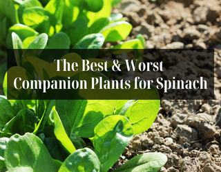 The Best & Worst Companion Plants for Spinach in Your Garden