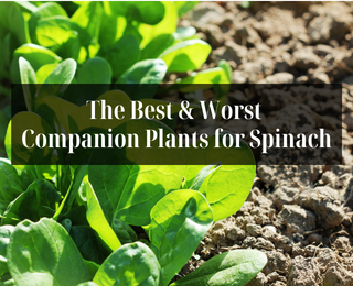 The Best & Worst Companion Plants for Spinach in Your Garden