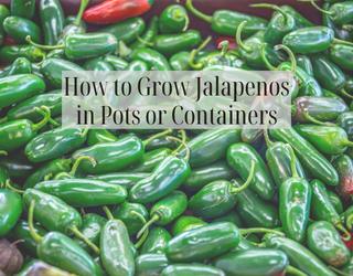 How to Grow Jalapenos in Pots or Containers