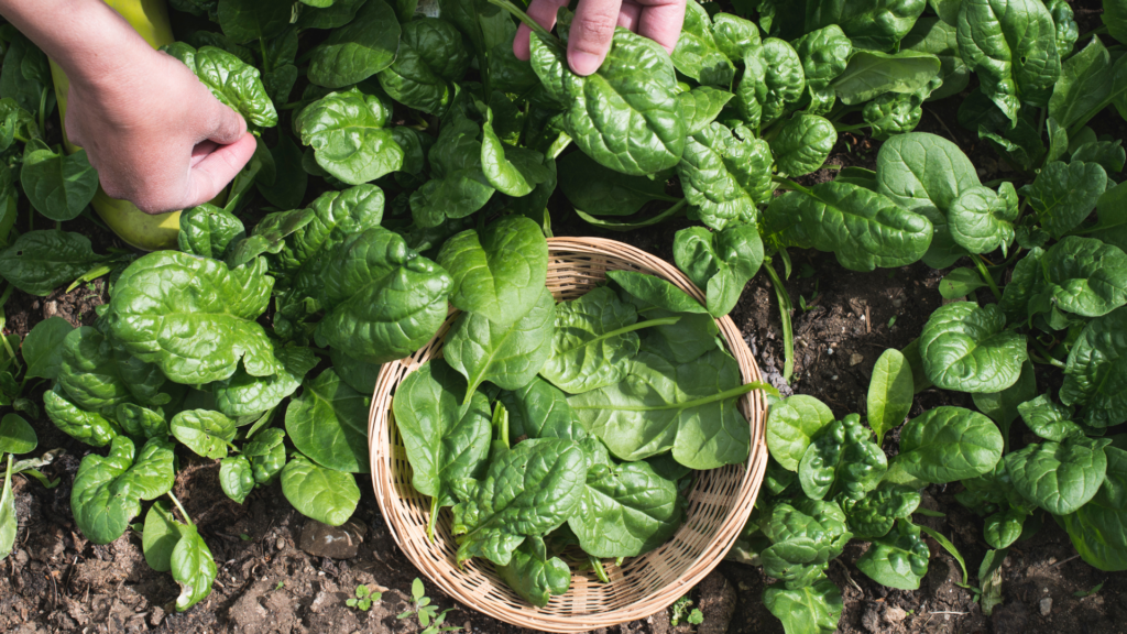 Harvesting Spinach