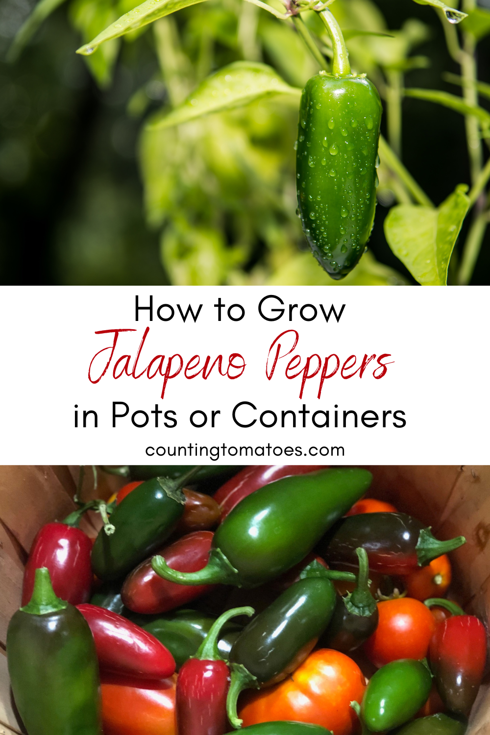 How To Grow Jalapenos In Pots Or Containers | Counting Tomatoes