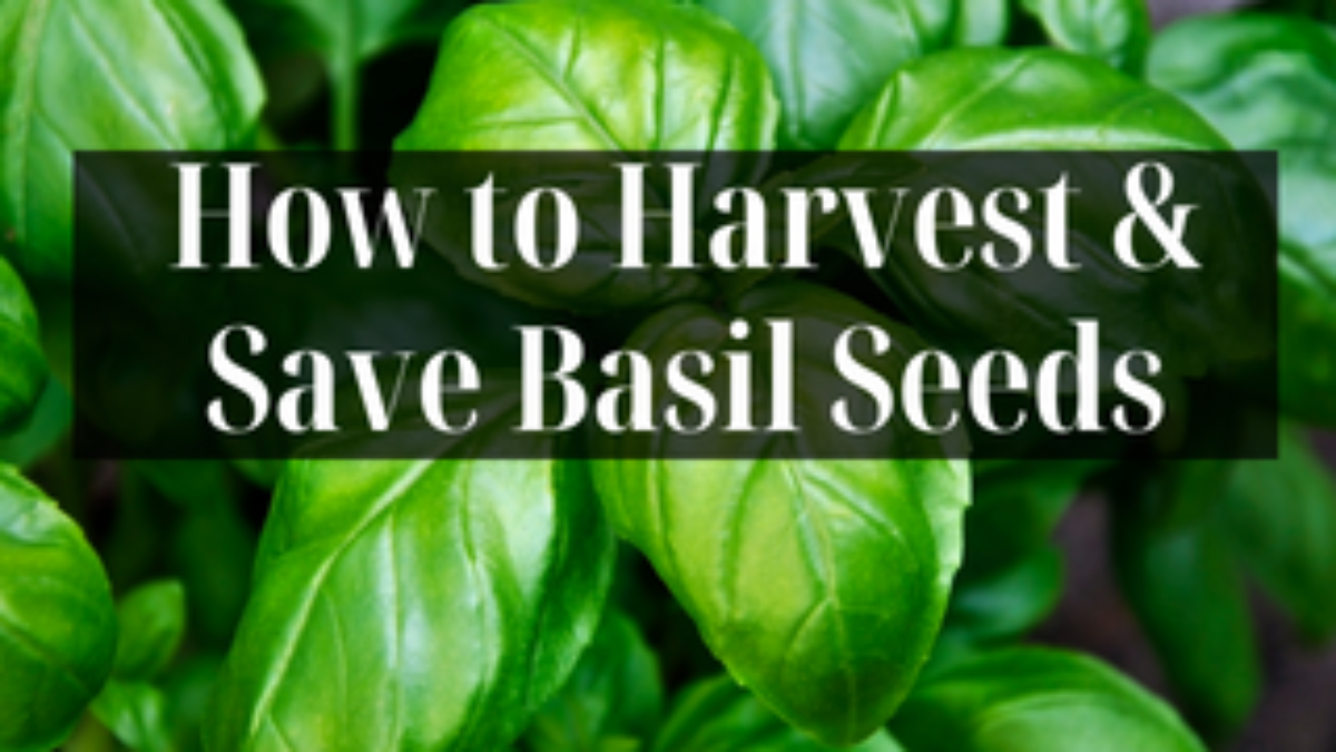 How to Harvest Save Basil Seeds Ultimate Guide