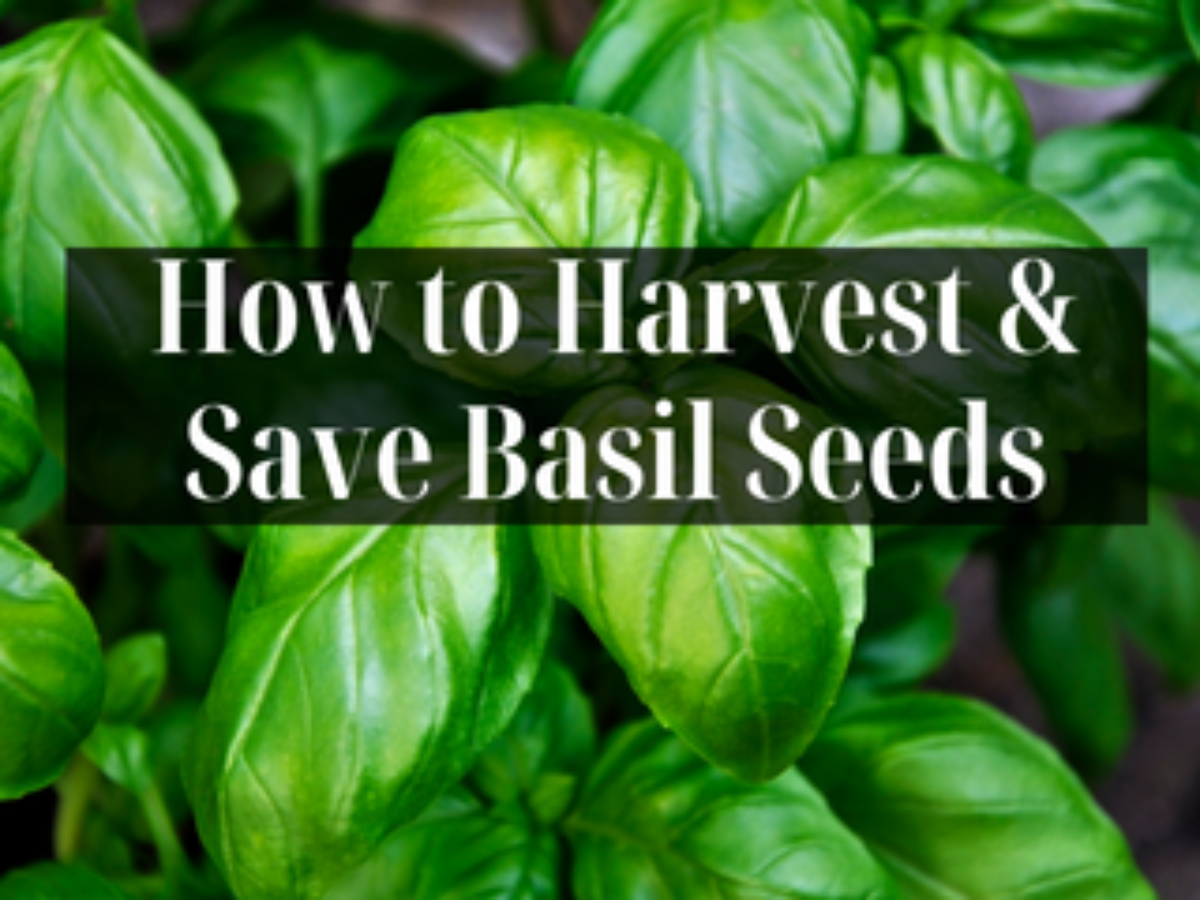 How to Harvest Save Basil Seeds Ultimate Guide