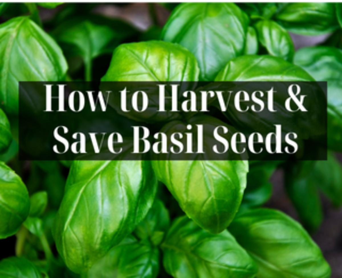 How to Harvest Save Basil Seeds Ultimate Guide