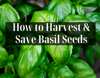 How to Harvest & Save Basil Seeds – Ultimate Guide