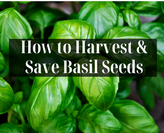 How to Harvest & Save Basil Seeds – Ultimate Guide