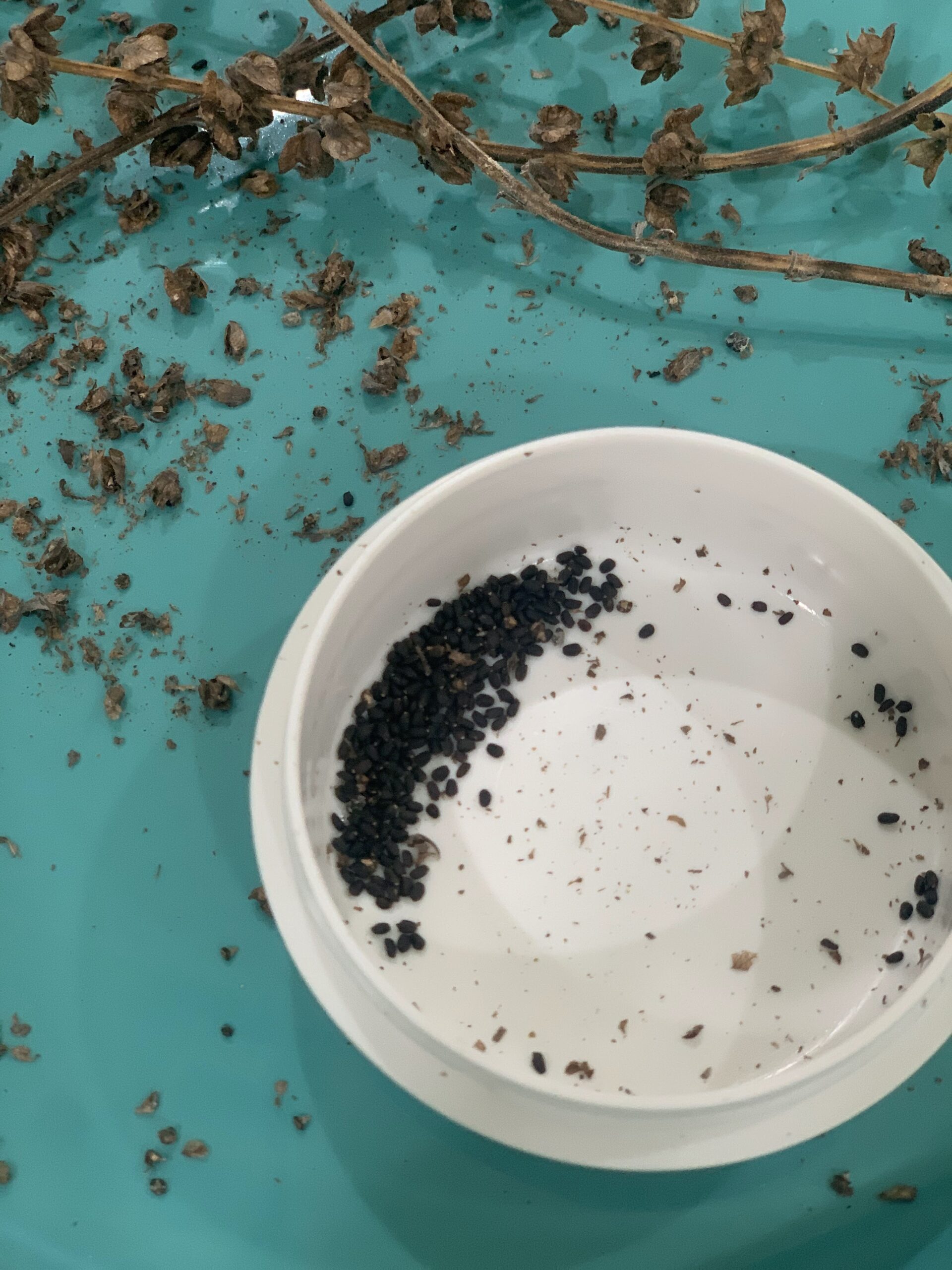 Basil Seeds in Container