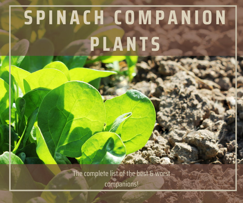 26+ Companion Planting For Spinach