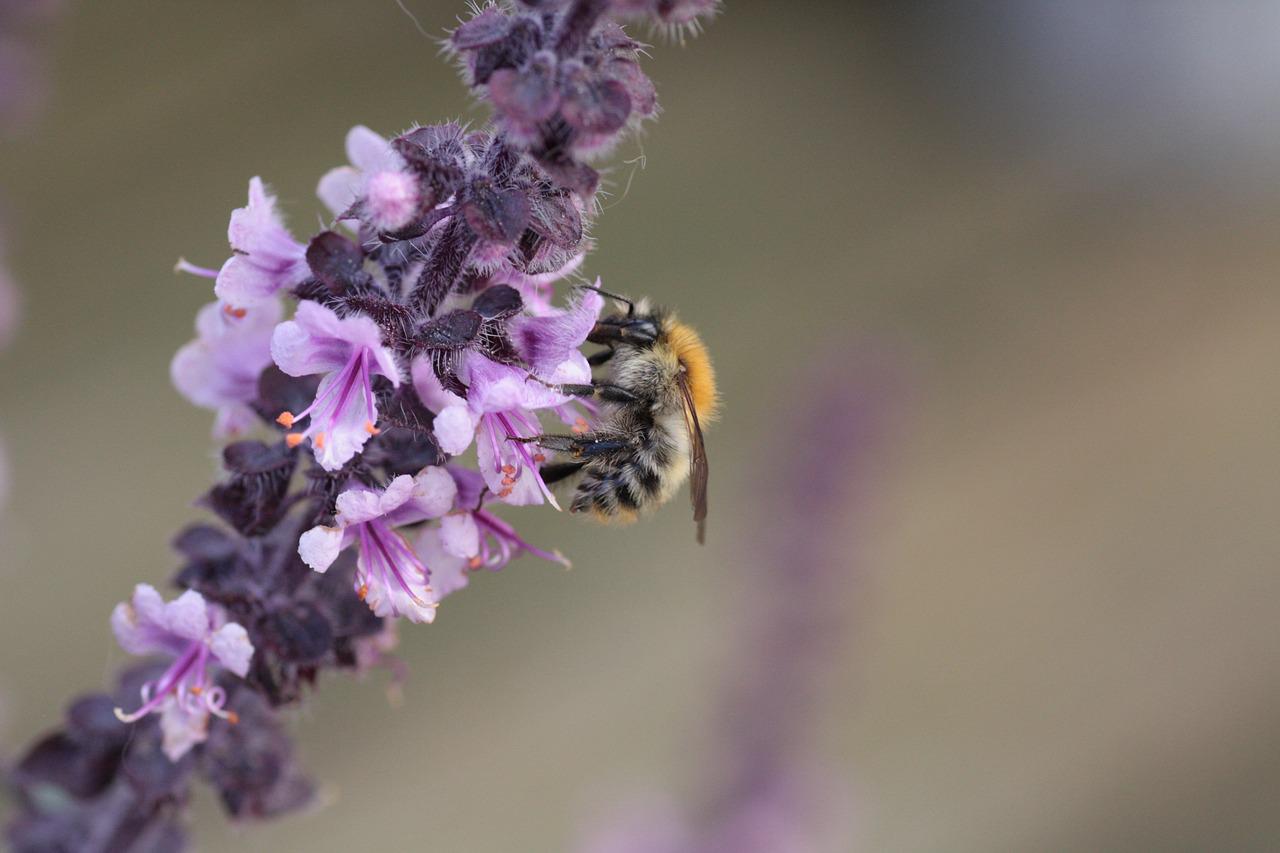 Bee Pollinating Basil