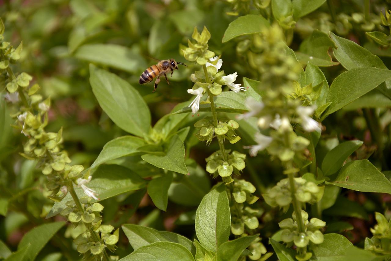 Bee Pollinating Basil Flowers