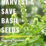 How to Harvest & Save Basil Seeds