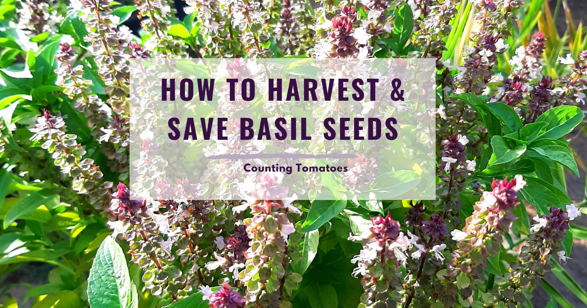 How to Harvest & Save Basil Seeds Ultimate Guide