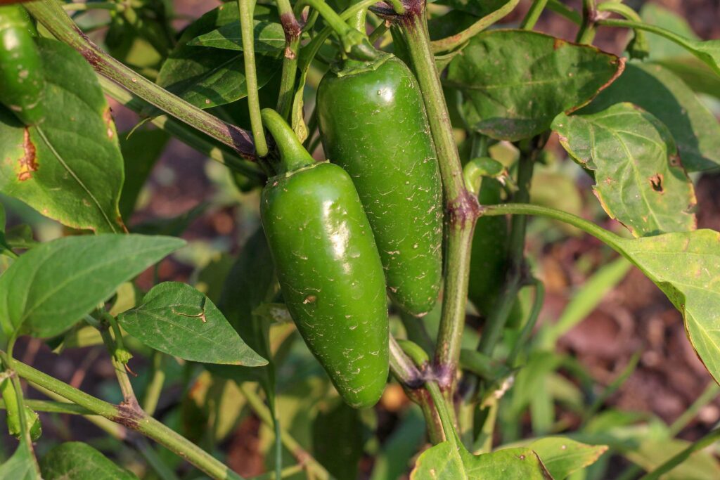 How to Grow Jalapenos in Pots or Containers