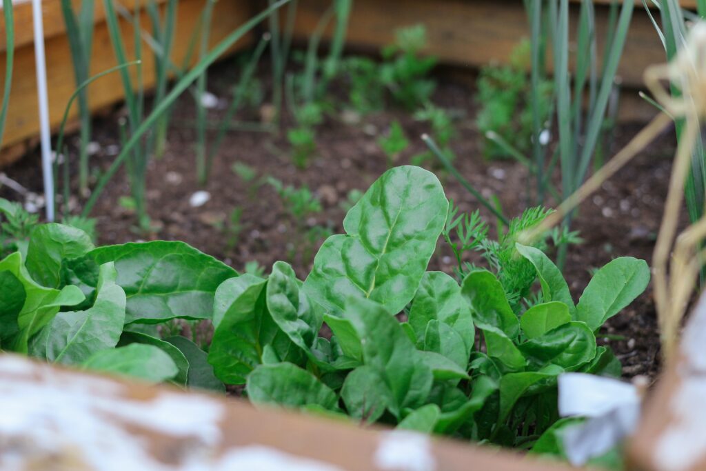 Best Companion Plants for Spinach