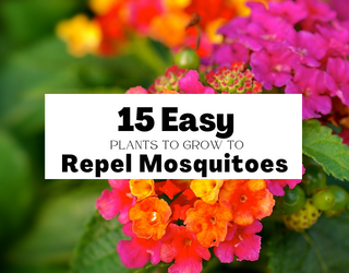 15 Plants to Grow that Naturally Repel Mosquitos