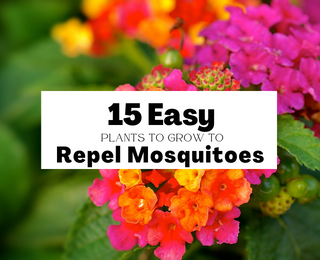 15 Plants to Grow that Naturally Repel Mosquitos
