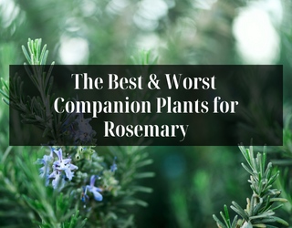 10 Best Companion Plants to Grow with Rosemary