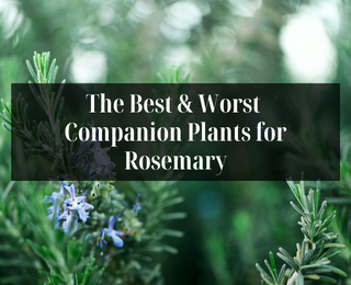 10 Best Companion Plants to Grow with Rosemary