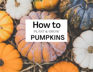 How To Plant & Grow Pumpkins With Pumpkin Growth Stages