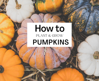 How To Plant & Grow Pumpkins With Pumpkin Growth Stages