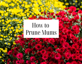 How to Prune Mums: Pinching Tips for Chrysanthemums