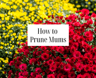 How to Prune Mums: Pinching Tips for Chrysanthemums