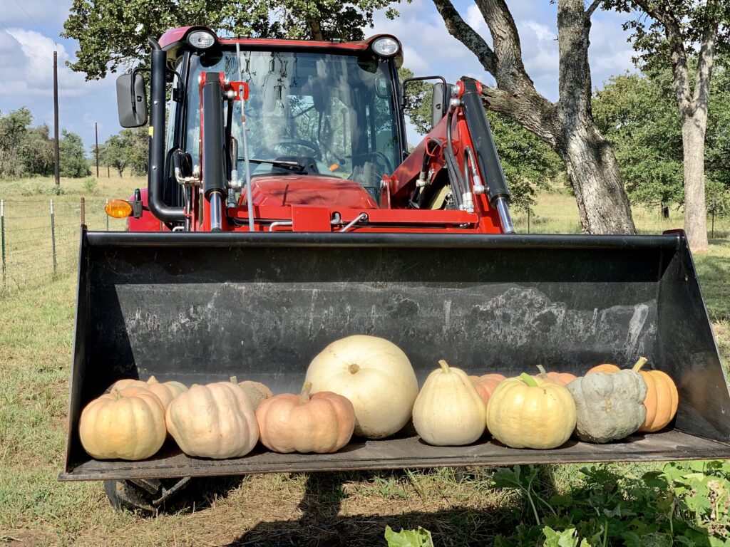 Pumpkins in tractor bucket