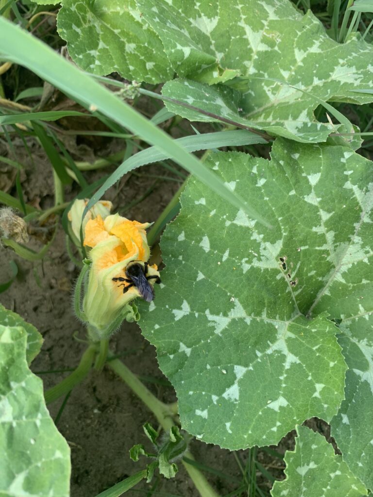 Bee Pollinating Pumpkin Flower