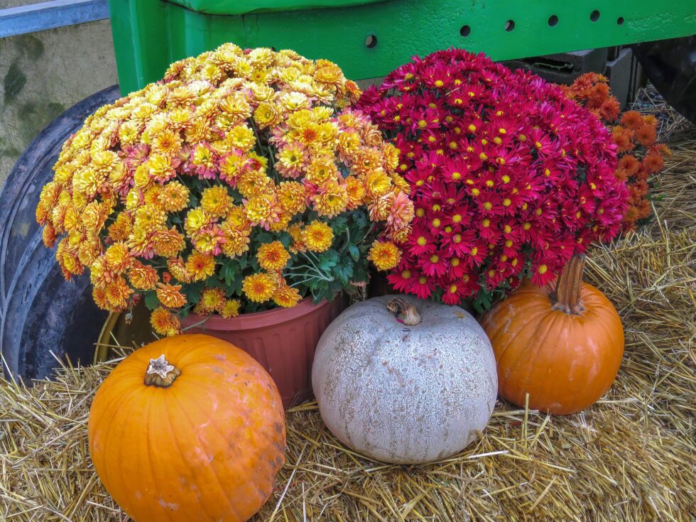 How To Prune Mums 