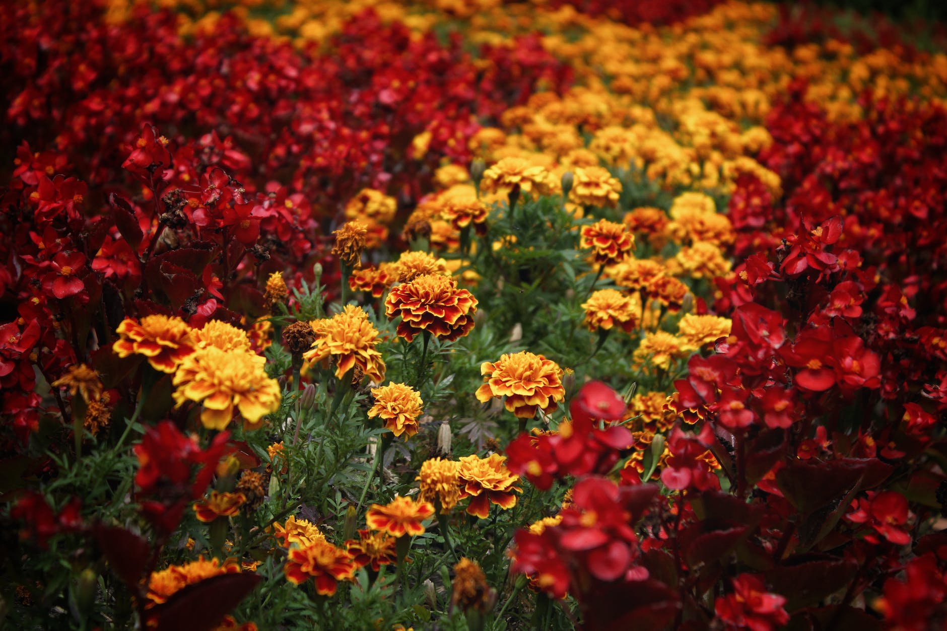 bed of red and yellow petaled flowers