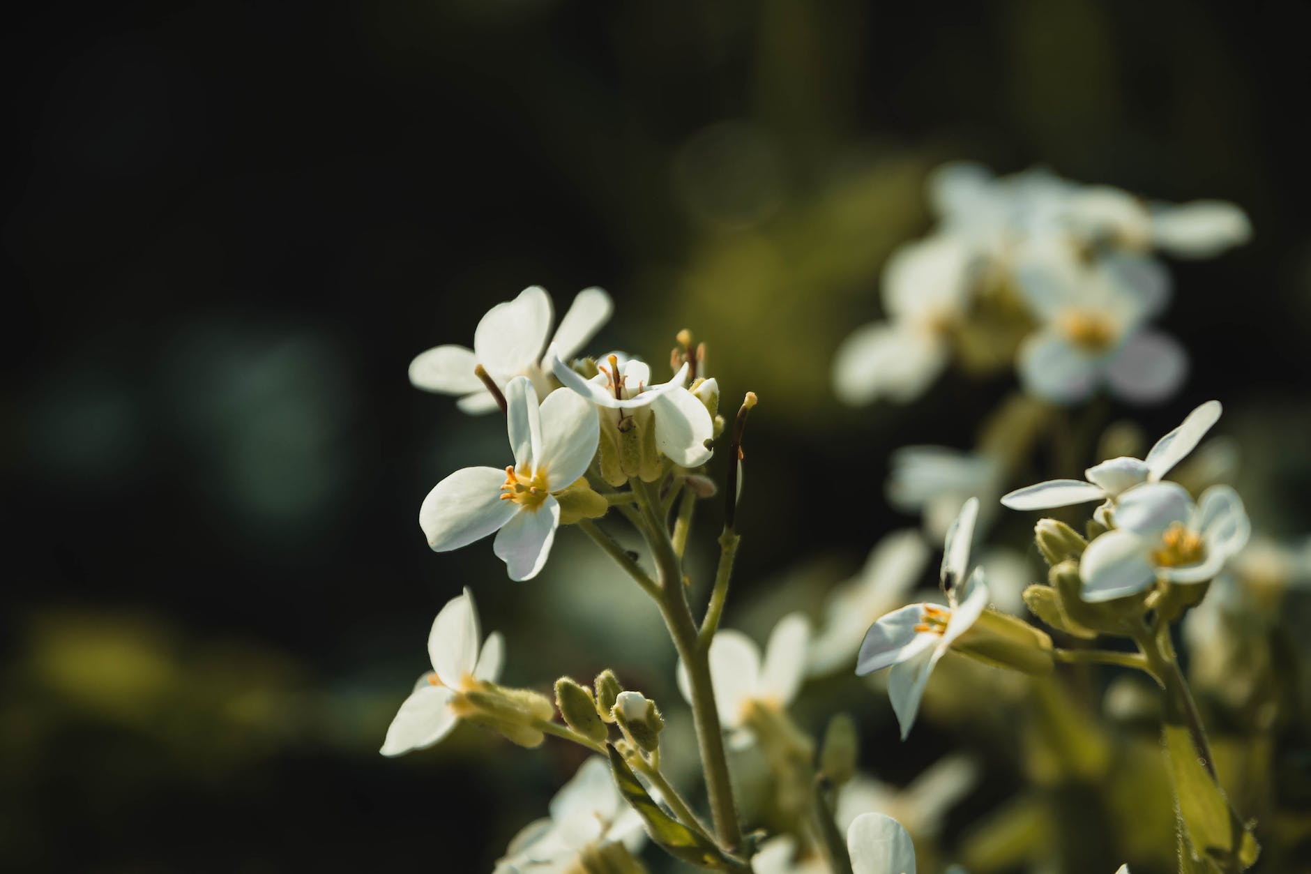 selective focus photo of white alyssum flowers