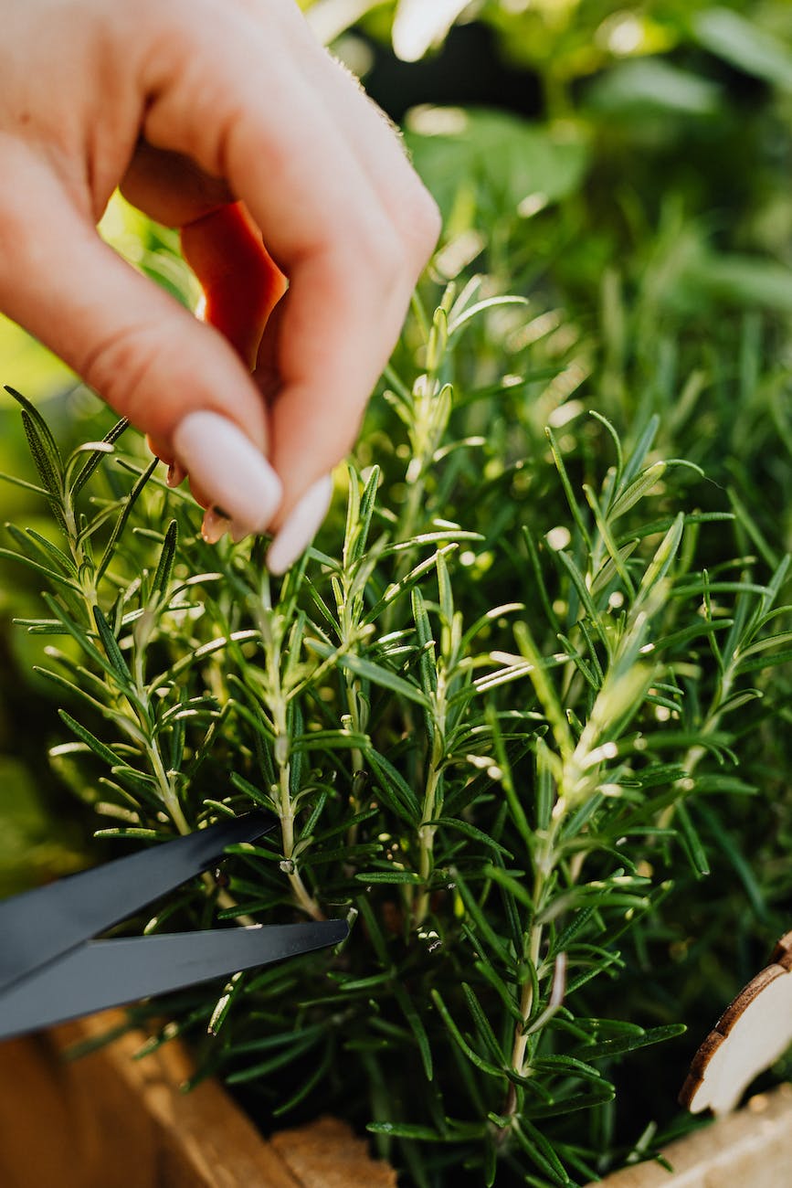 close up photo of a person cutting plant with scissors