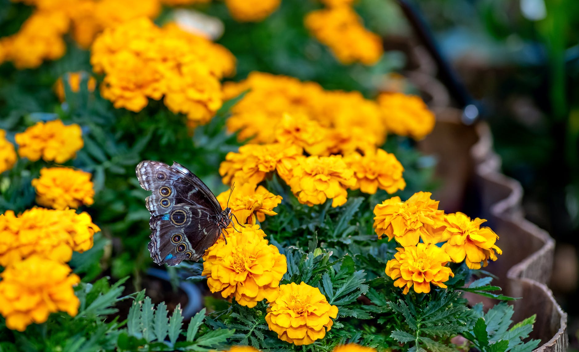a butterfly on yellow flowers