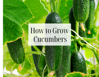 How to Plant, Grow & Protect Cucumbers from Frost & Pests