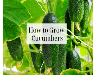 How to Plant, Grow & Protect Cucumbers from Frost & Pests