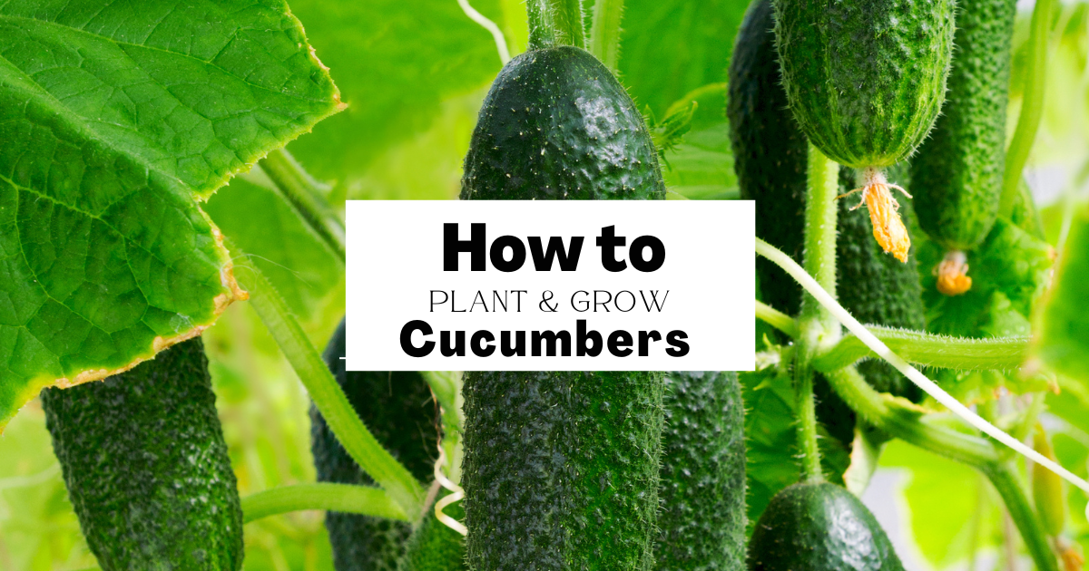 How to Plant, Grow & Protect Cucumbers from Frost & Pests